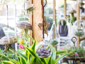 Hanging glass terrariums filled with succulents and air plants inside a bright floral shop in South Boston.