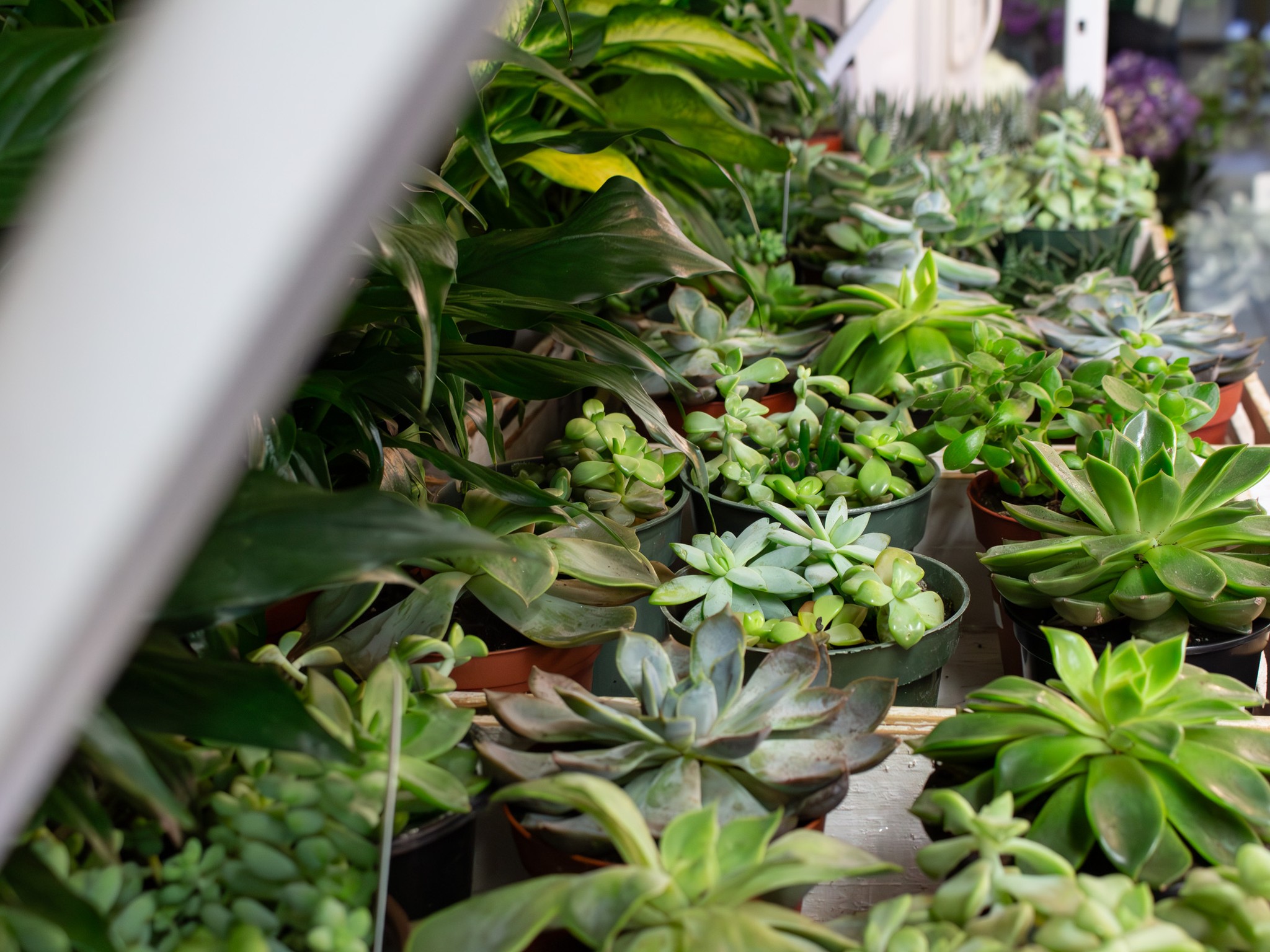 A lush display of assorted succulents in small pots at Stapleton Floral’s South Boston shop.