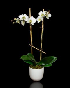 White orchid plant with glossy green leaves in a modern white pot against a black background
