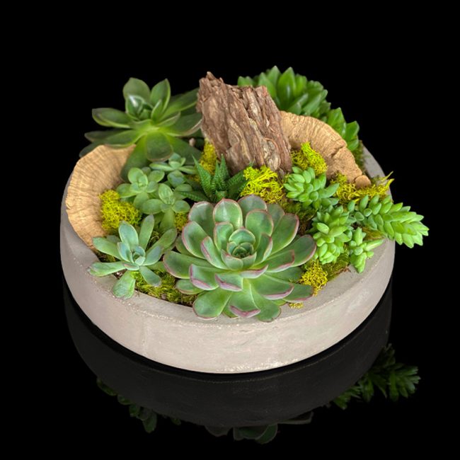oasis-succulent-bowl_tf_closeup oasis-succulent-bowl_tf_closeup